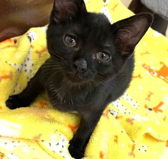 Photo of Kitten Figgy