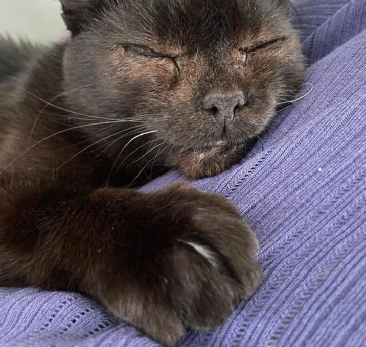 Photo of Wagler - Extra Special Lovebug!