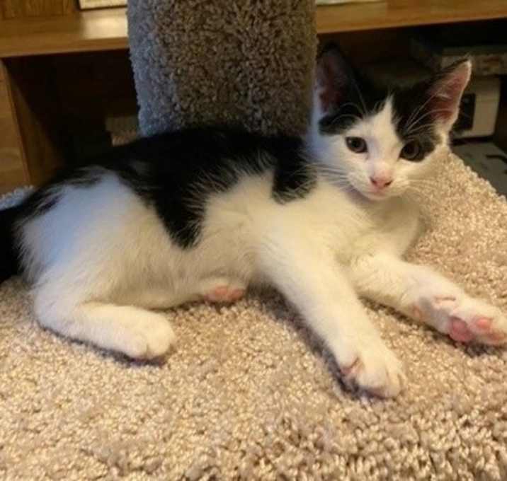 Photo of Basil
