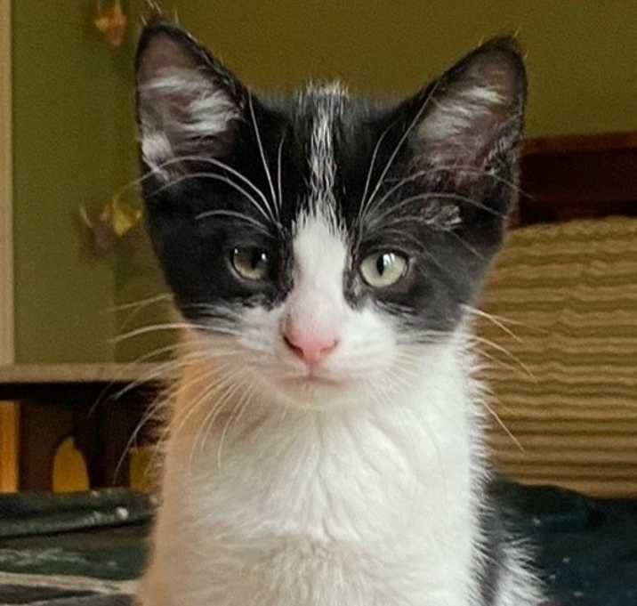 Photo of Azriel