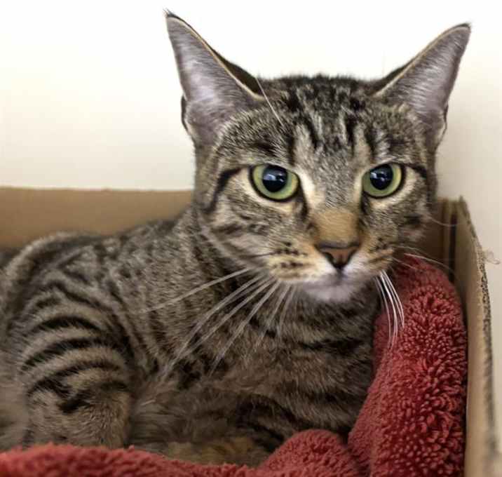 Photo of MINNOW