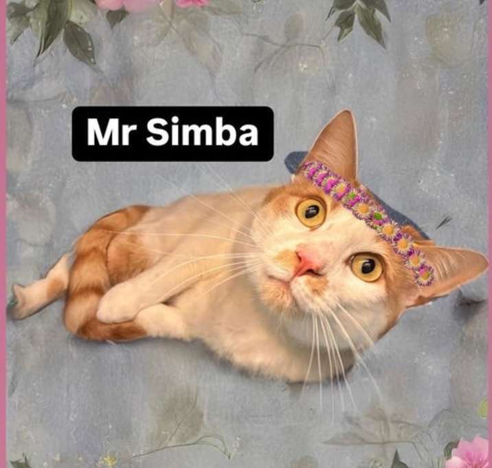 Photo of Mr Simba at Martinez Pet Food Express  June 7th