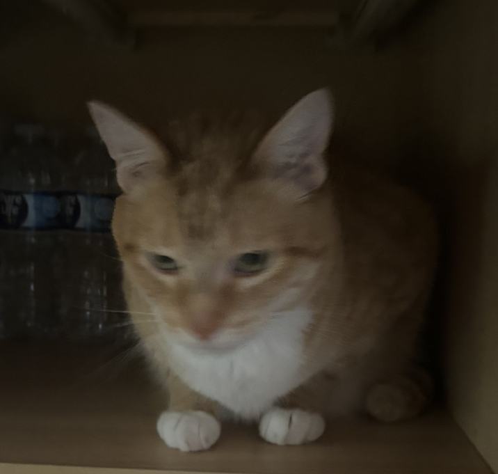 Photo of Loki