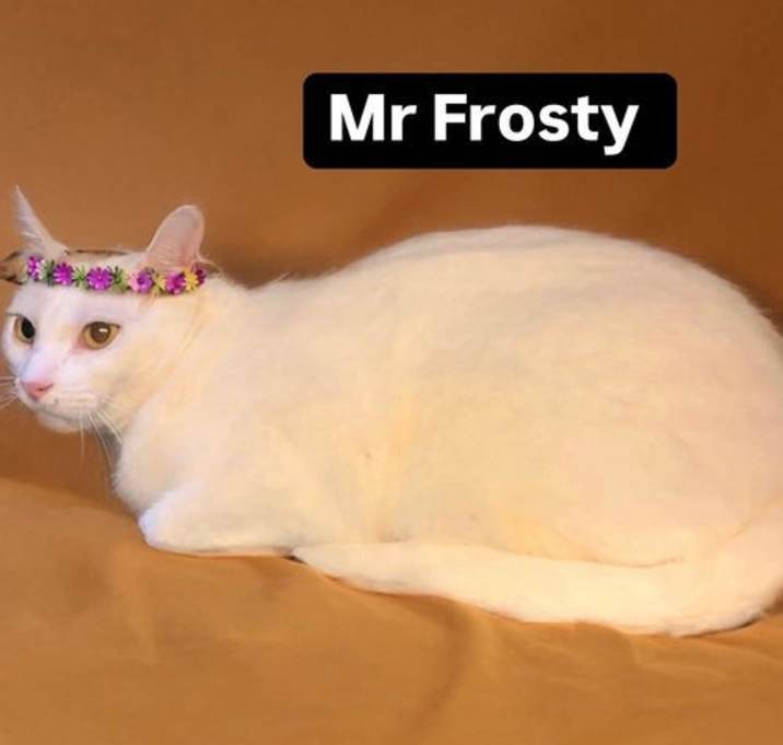 Photo of Mr Frosty at Martinez Pet Food Express  June 7th