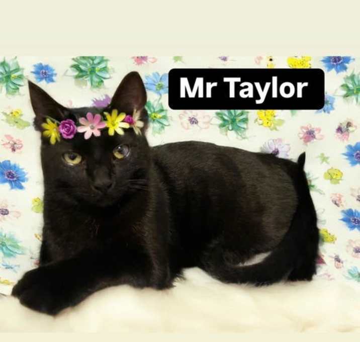Photo of Mr Taylor at Martinez Pet Food Express June 7th