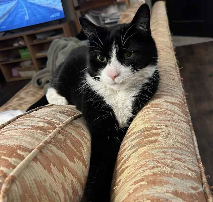 Photo of King