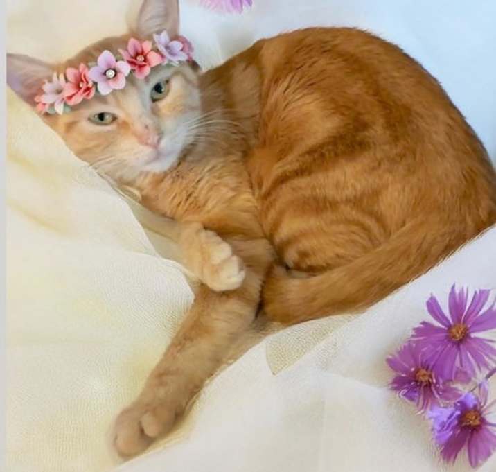 Photo of Ms Sunbeam at Martinez Pet Food Express  June 7th