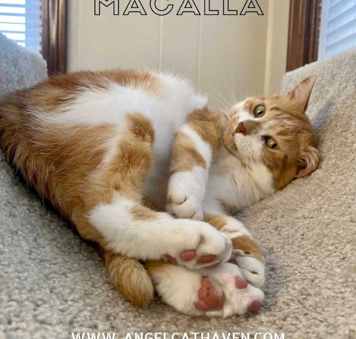 Photo of Macalla