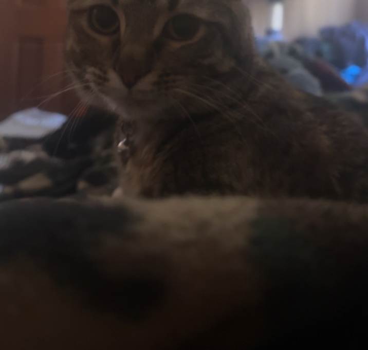 Photo of Luna