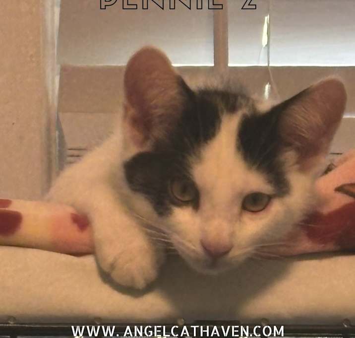 Photo of Pennie 2