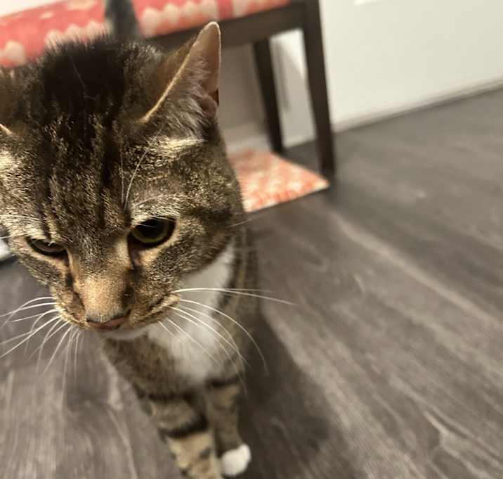 Photo of Romeo