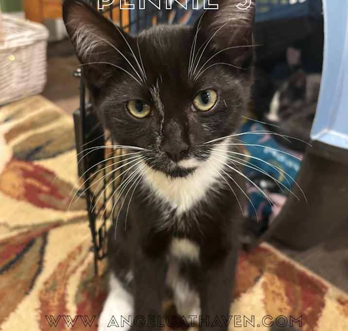Photo of Pennie 5