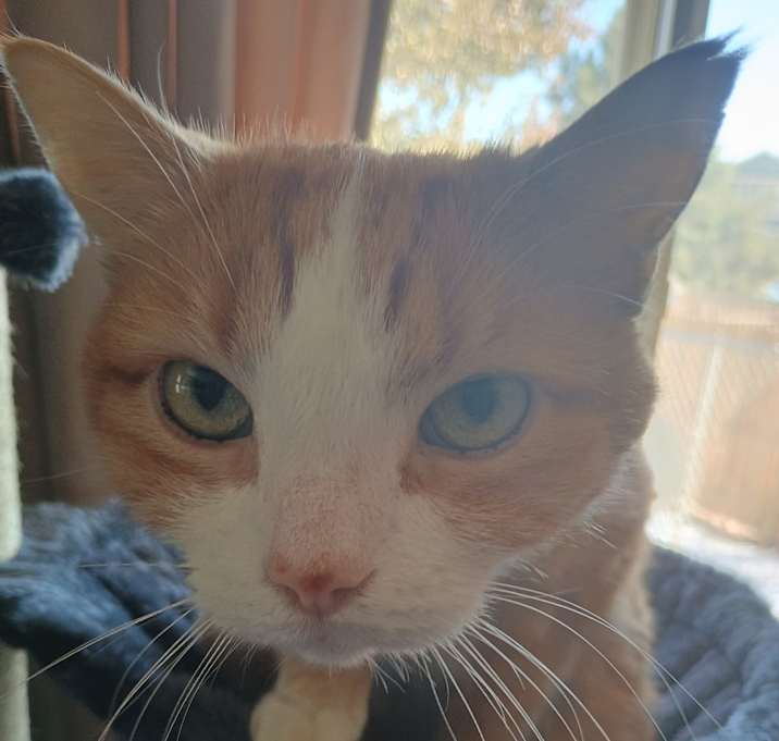 Photo of Mochi