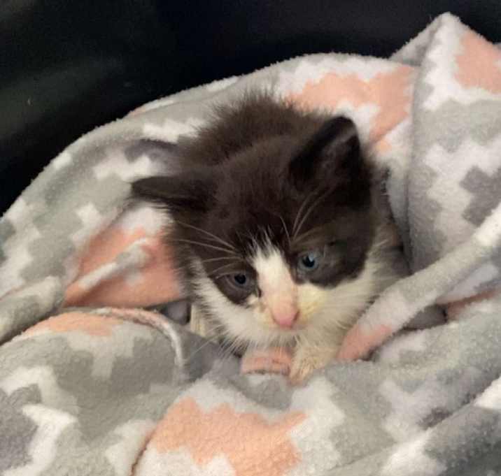 Photo of Peanut