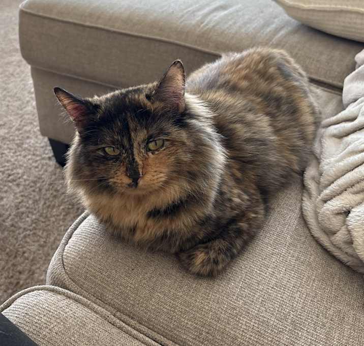Photo of cali