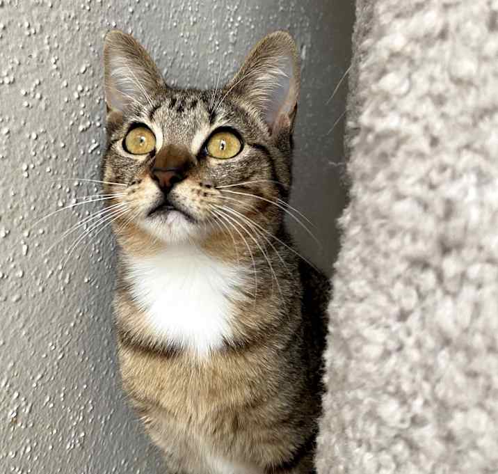 Photo of Sassy