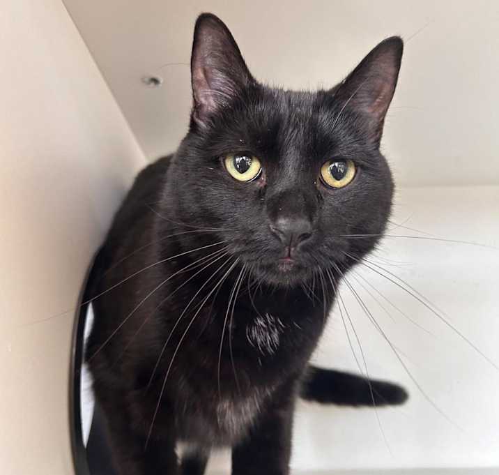 Photo of Nyx FKA Nala