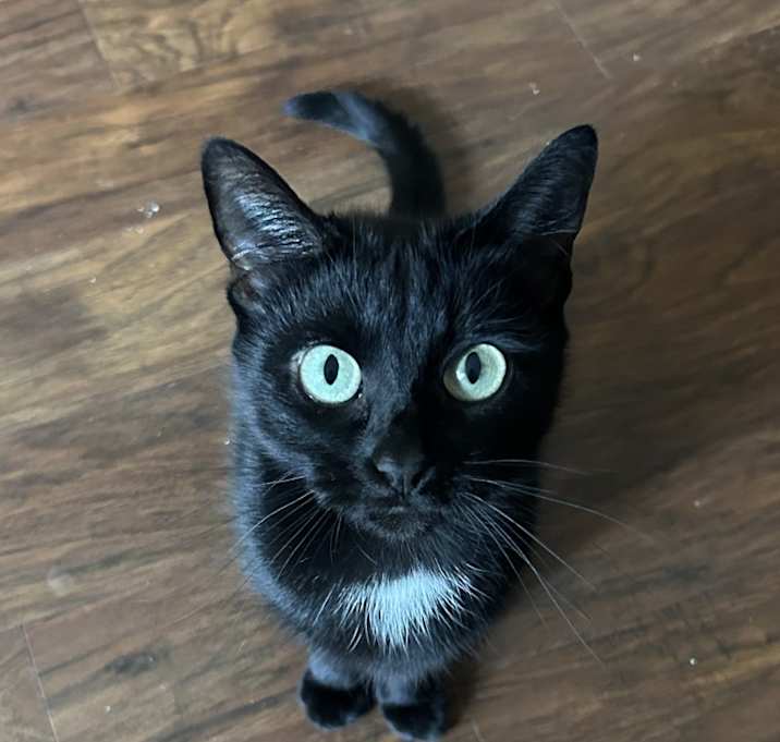 Photo of Luna