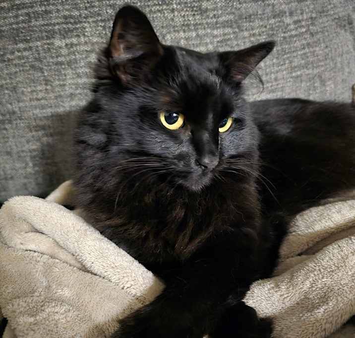 Photo of Nova