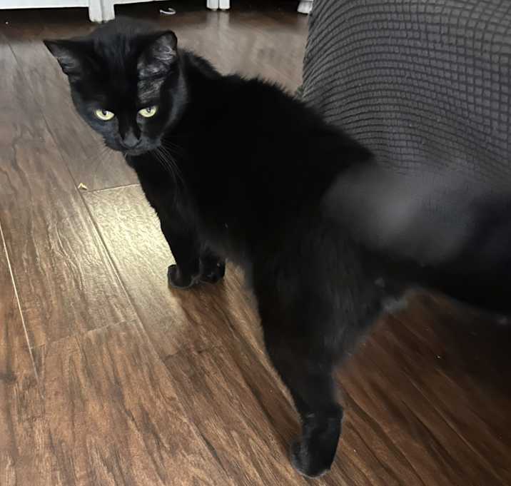 Photo of Maca