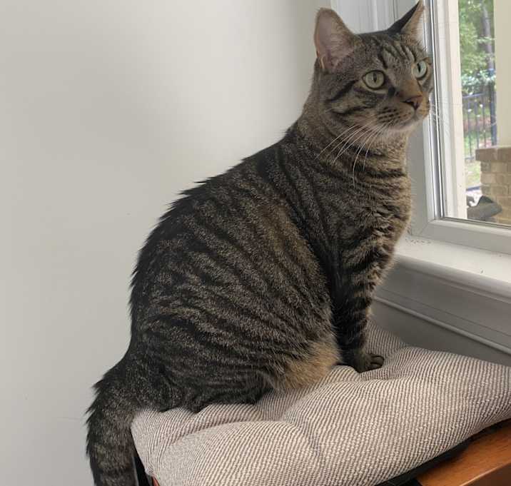 Photo of Nikolai