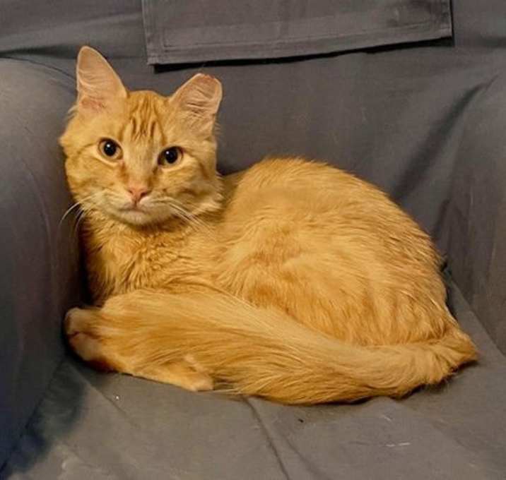 Photo of Mango