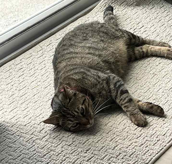 Photo of Wren