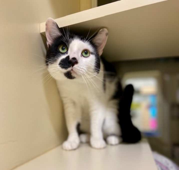 Photo of Smokey~s25/26-0022