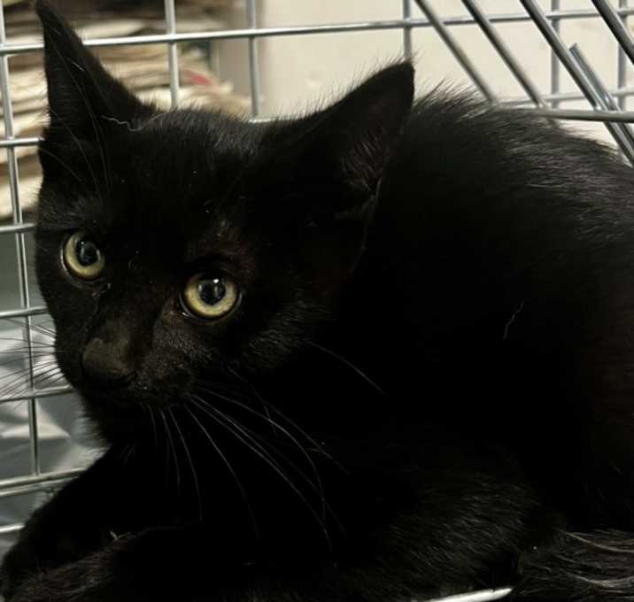 Photo of ZORRO