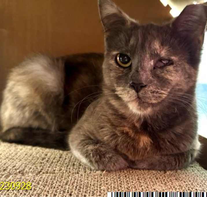 Photo of MELODY