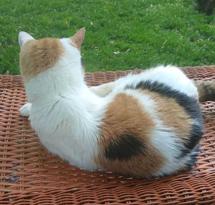 Photo of Chi Chi