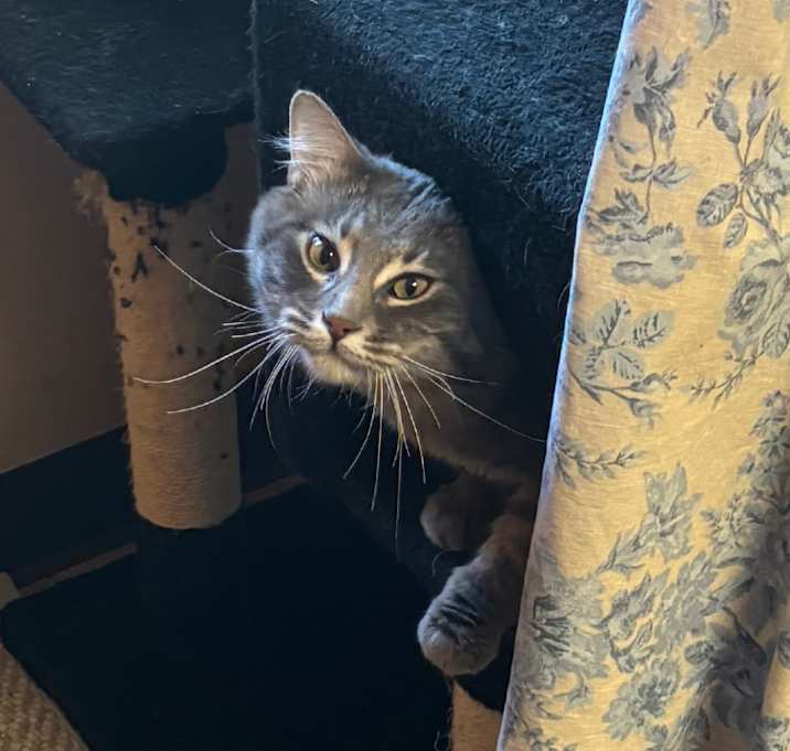 Photo of London - Adoptable barn cat 🐁