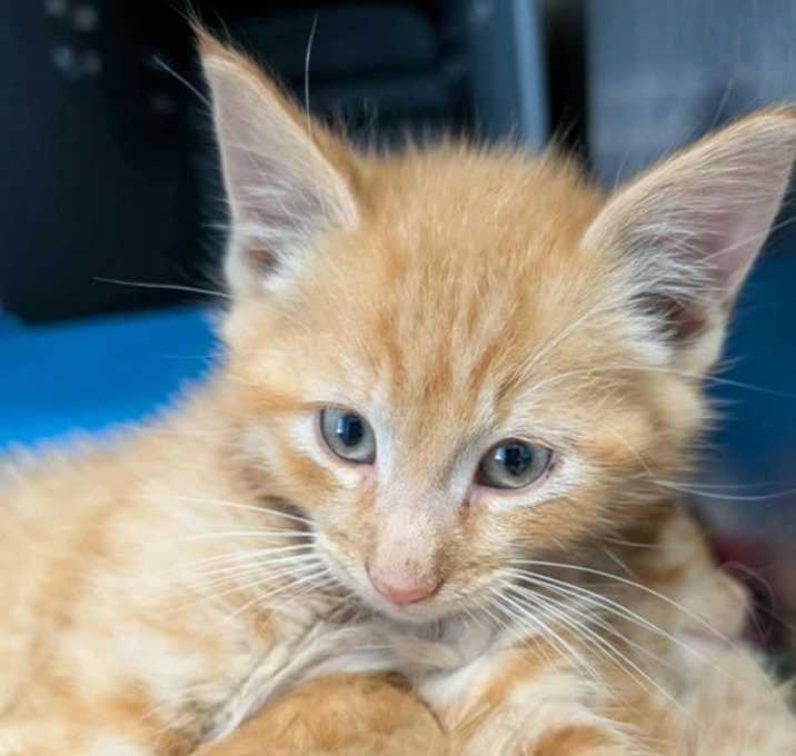 Photo of Hot Sauce - At shelter
