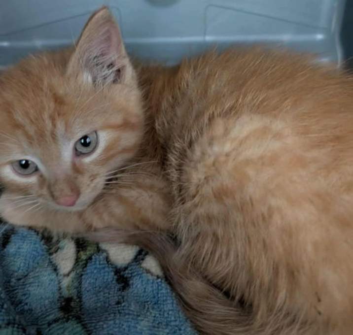 Photo of Cayenne - At shelter