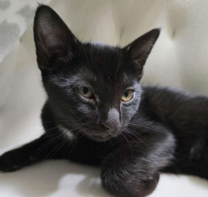 Photo of Poppy