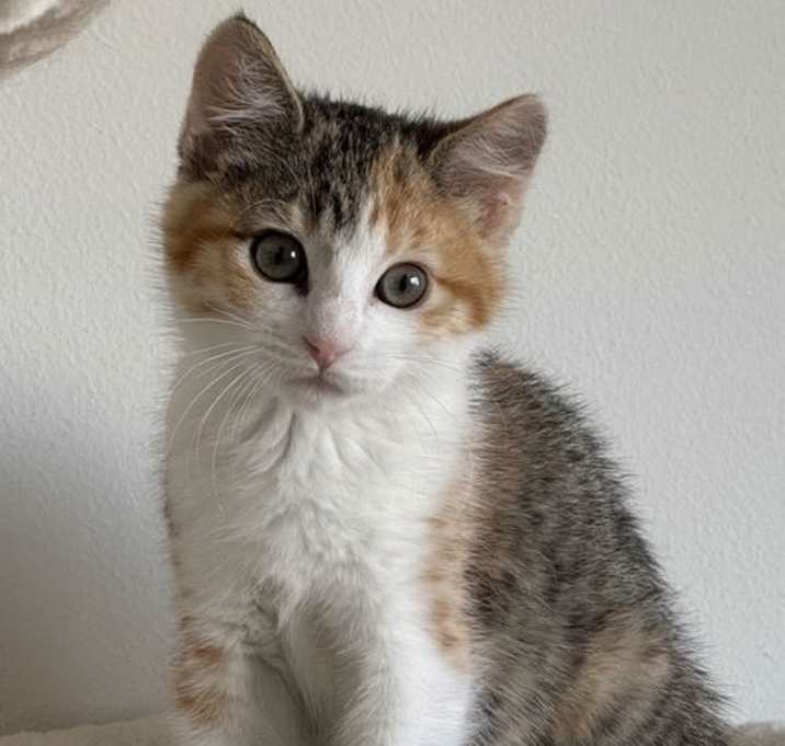 Photo of amelia
