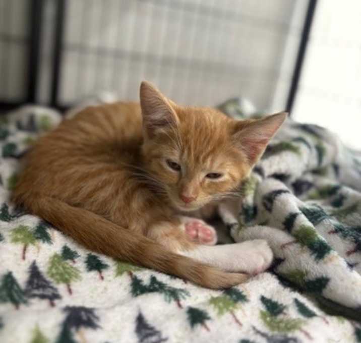 Photo of Ginger