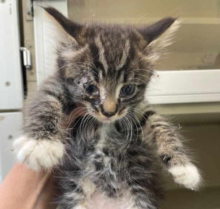 Photo of Groot