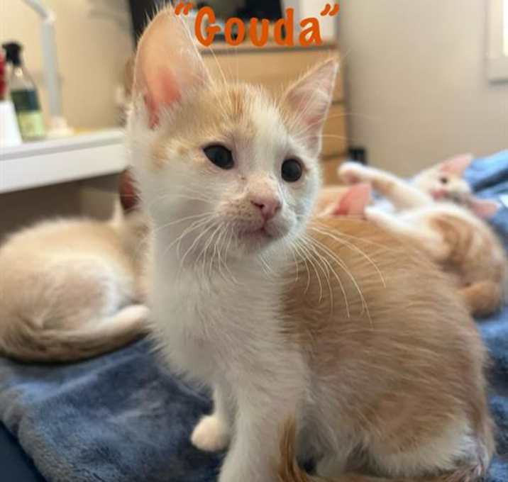 Photo of GOUDA