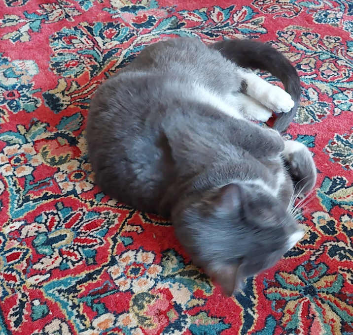 Photo of Squeek