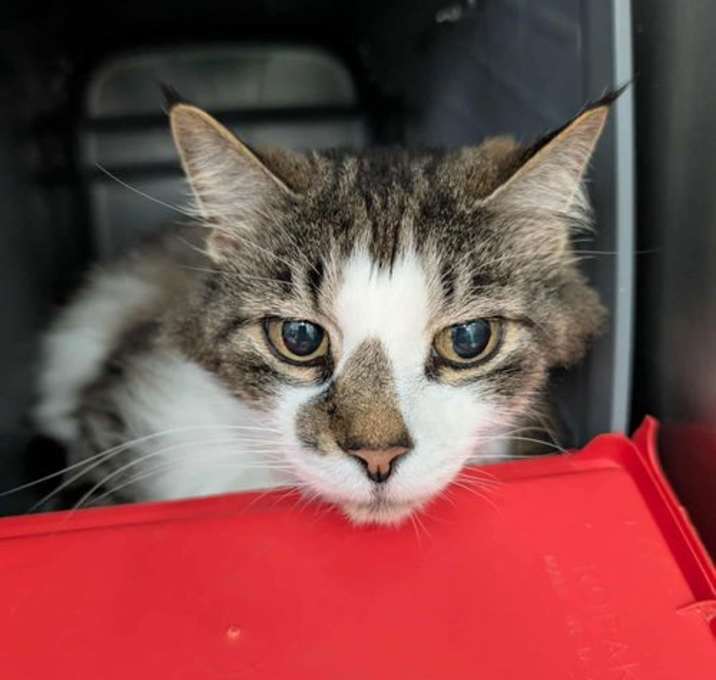 Photo of Peekaboo - At shelter