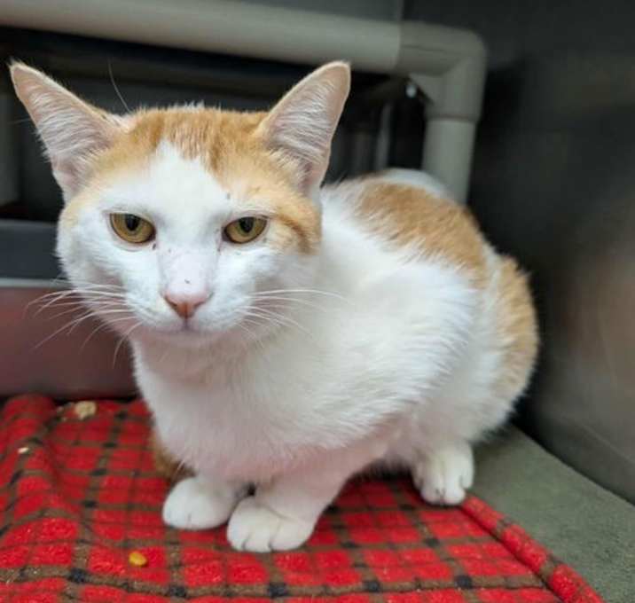 Photo of Stanley - At shelter