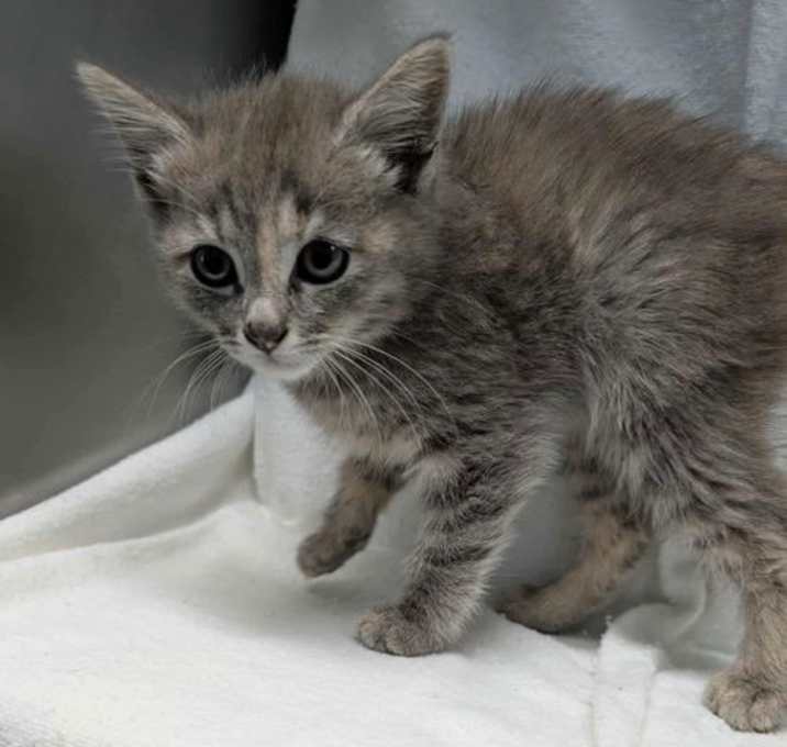 Photo of Hyaciath - At shelter