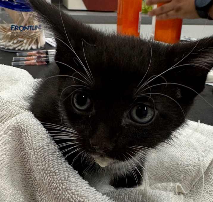 Photo of Puma