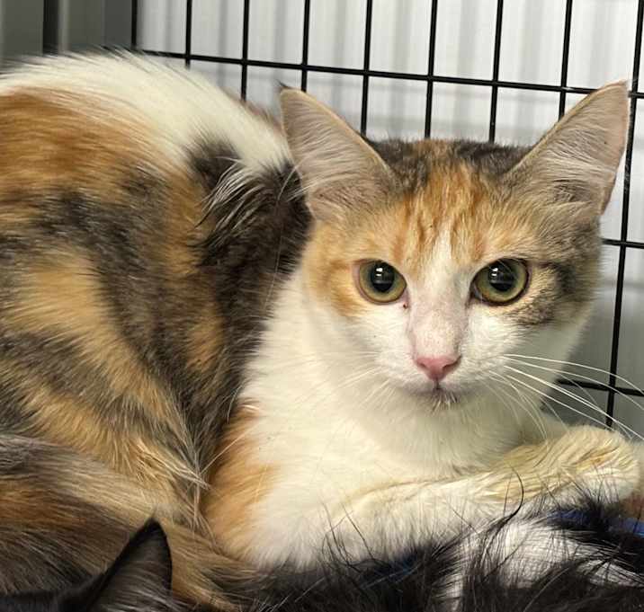 Photo of Duchess