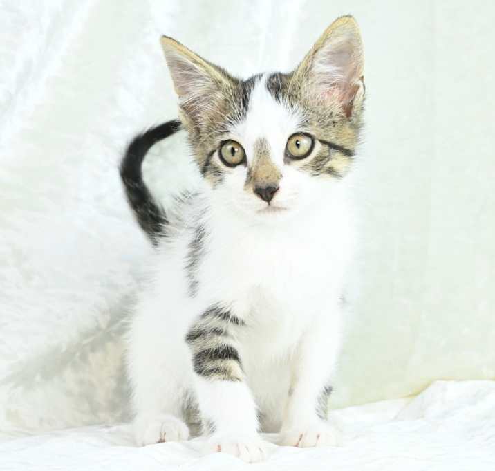 Photo of Timber 