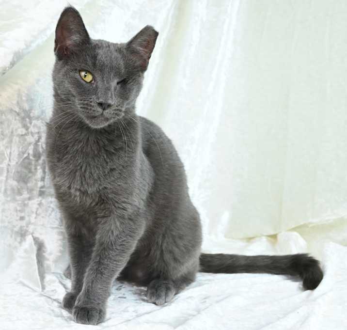 Photo of Gracie