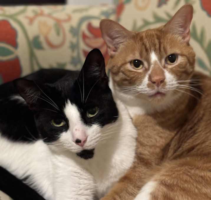 Photo of Milo and Otis