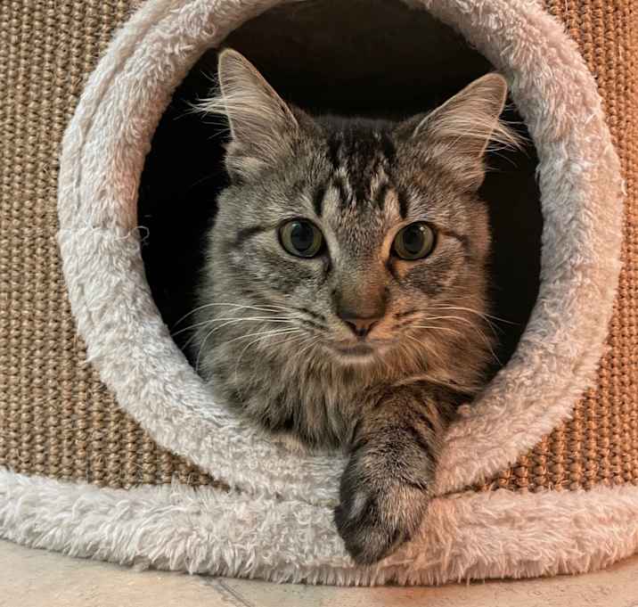 Photo of Tiger Lily