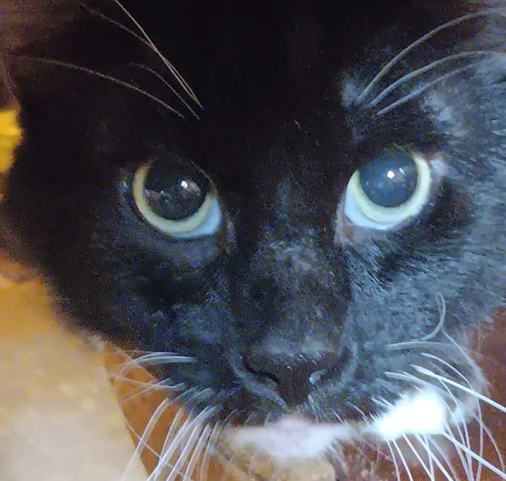 Photo of Blackie Louis